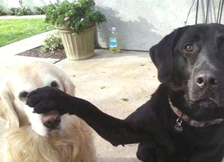 this_is_what_it_means_when_dogs_do_certain_things_0