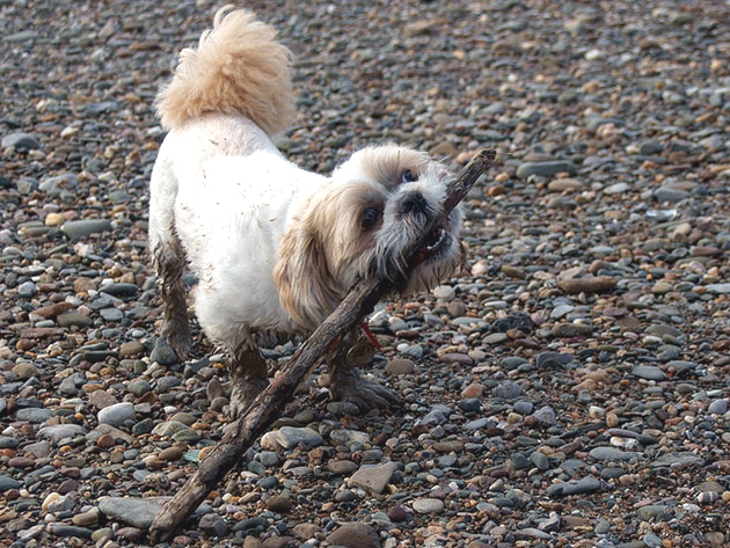 this_is_what_it_means_when_dogs_do_certain_things_1
