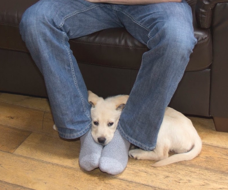 this_is_what_it_means_when_dogs_do_certain_things_3