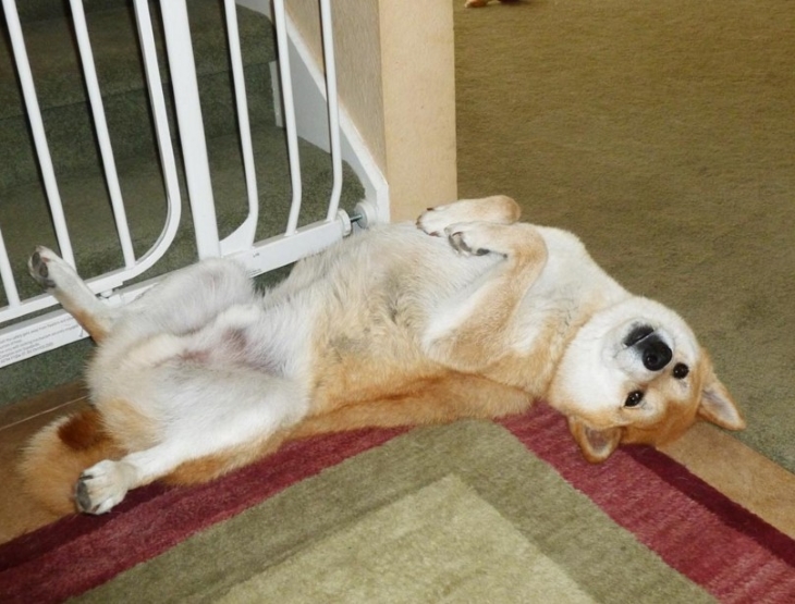 this_is_what_it_means_when_dogs_do_certain_things_4