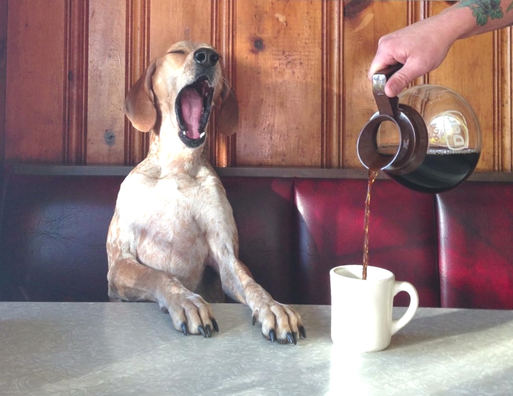 this_is_what_it_means_when_dogs_do_certain_things_5