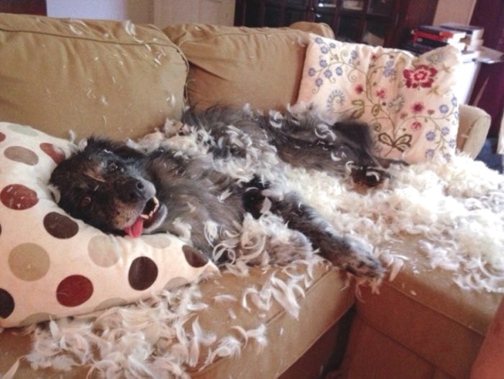 this_is_what_it_means_when_dogs_do_certain_things_6
