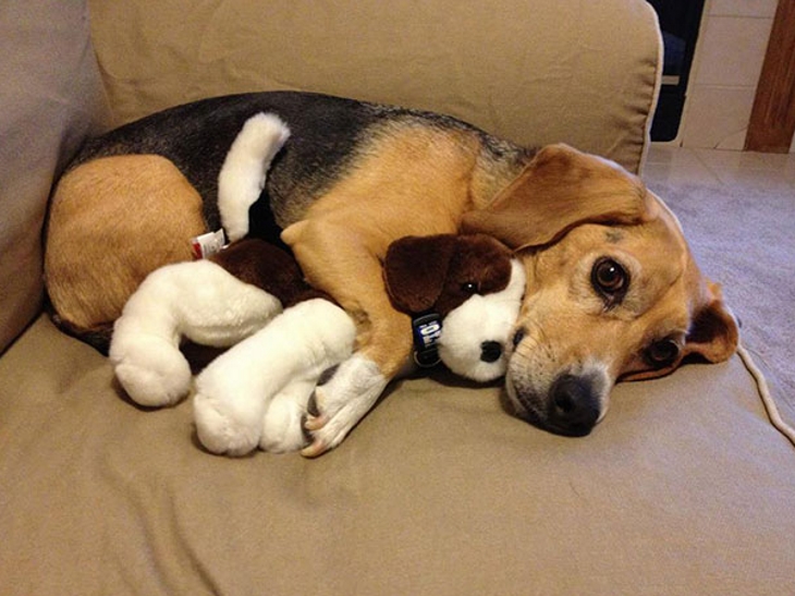 this_is_what_it_means_when_dogs_do_certain_things_8