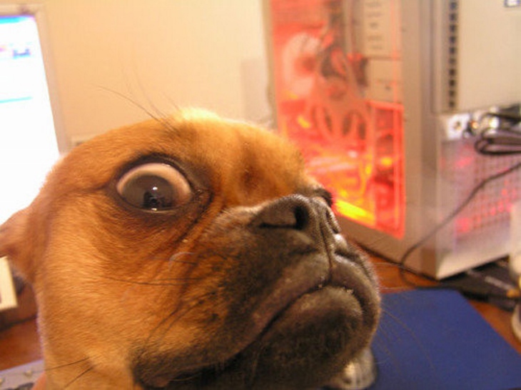 this_is_what_it_means_when_dogs_do_certain_things_9